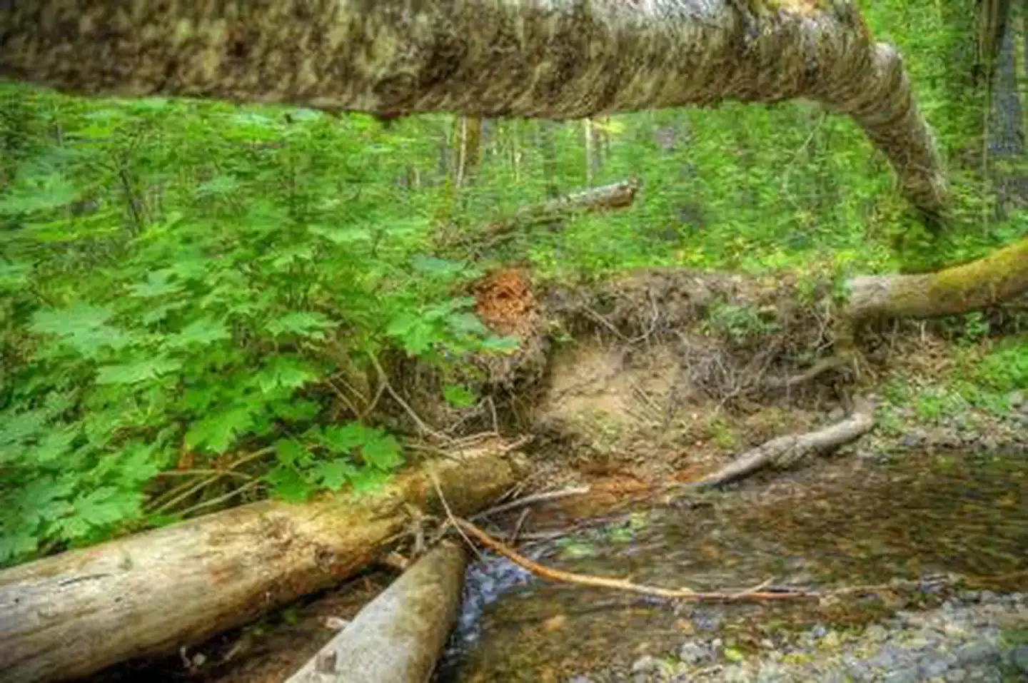 Camper-submitted photo at Oklahoma Campground near Trout Lake, WA