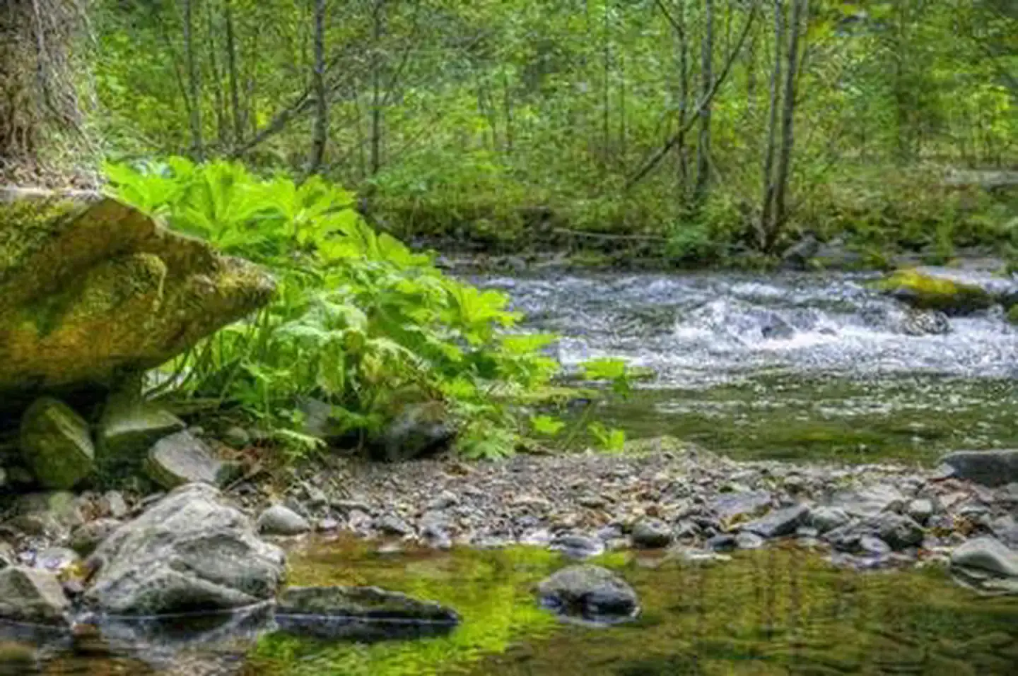 Camper-submitted photo at Panther Creek Campground near Carson, WA