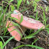 Review photo of Beaver Pond Campground — Harriman State Park by Karen K., August 9, 2019