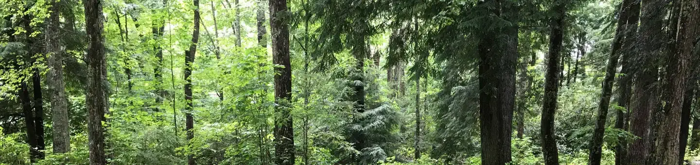 Camper-submitted photo at Dennis Cove Campground near Milligan College, TN