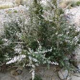 Review photo of Coachwhip Canyon — Anza-Borrego Desert State Park by Kayla H., August 9, 2019