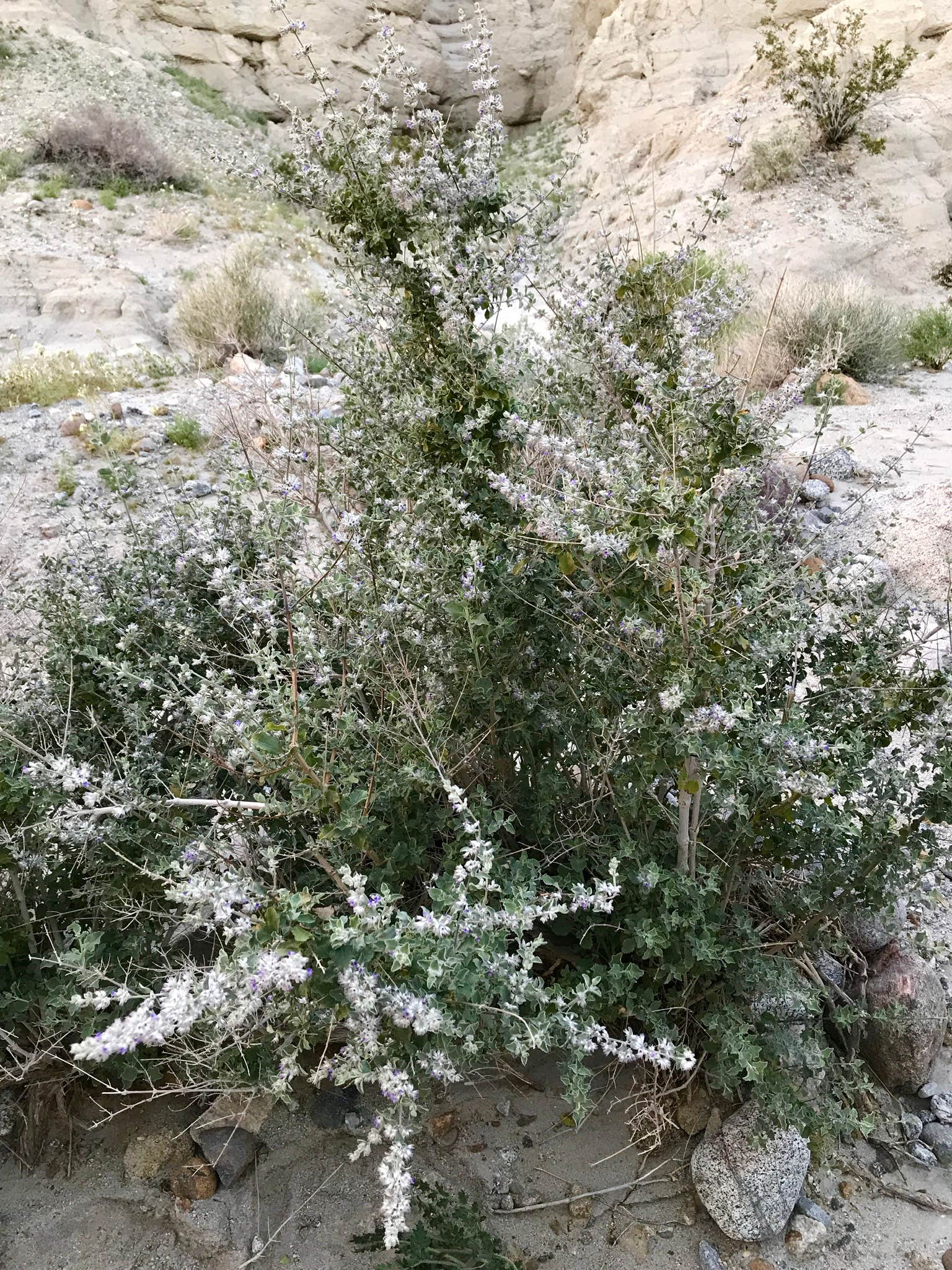 Camper submitted image from Coachwhip Canyon — Anza-Borrego Desert State Park - 2