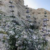 Review photo of Coachwhip Canyon — Anza-Borrego Desert State Park by Kayla H., August 9, 2019