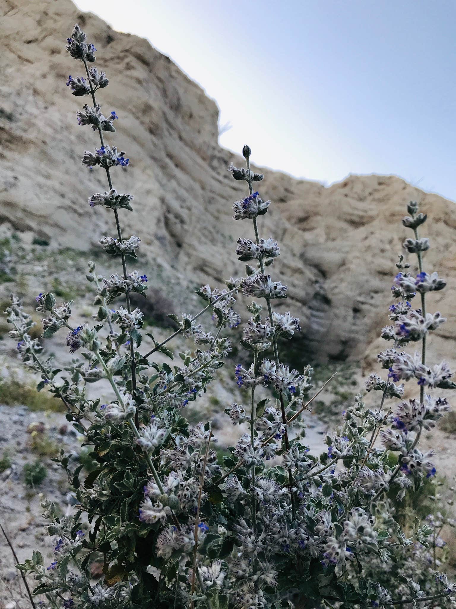 Camper submitted image from Coachwhip Canyon — Anza-Borrego Desert State Park - 3