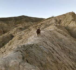 Camper-submitted photo from Coachwhip Canyon — Anza-Borrego Desert State Park
