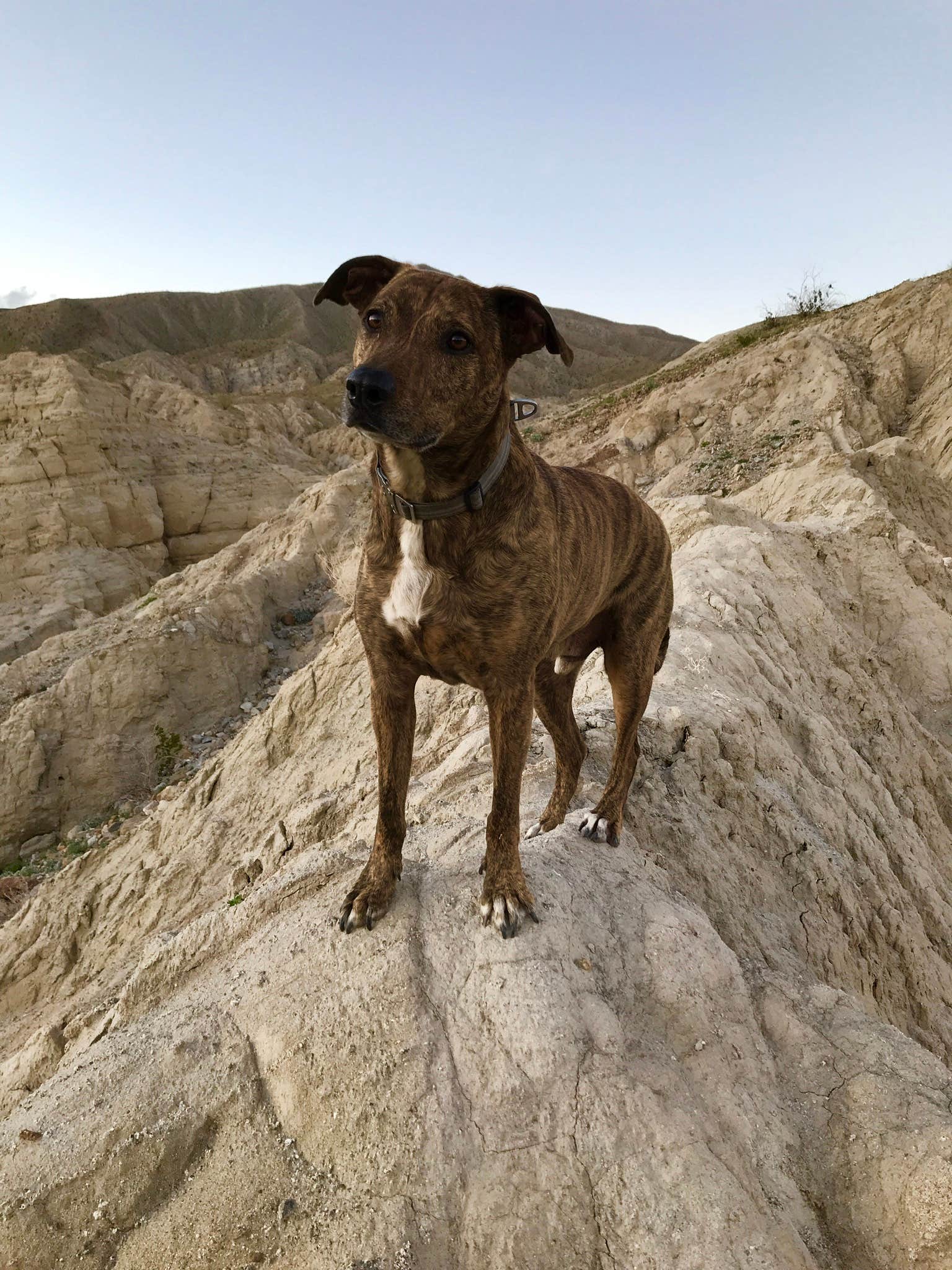 Kayla H.'s photo of camping with pets at Coachwhip Canyon — Anza-Borrego Desert State Park near El Centro, CA