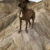 Review photo of Coachwhip Canyon — Anza-Borrego Desert State Park by Kayla H., August 9, 2019