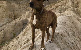 Kayla H.'s photo of camping with pets at Coachwhip Canyon — Anza-Borrego Desert State Park near Niland, CA