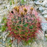 Review photo of Coachwhip Canyon — Anza-Borrego Desert State Park by Kayla H., August 9, 2019