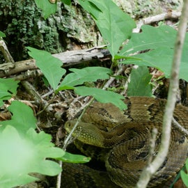 Timber rattle snake in the woods nearby.
