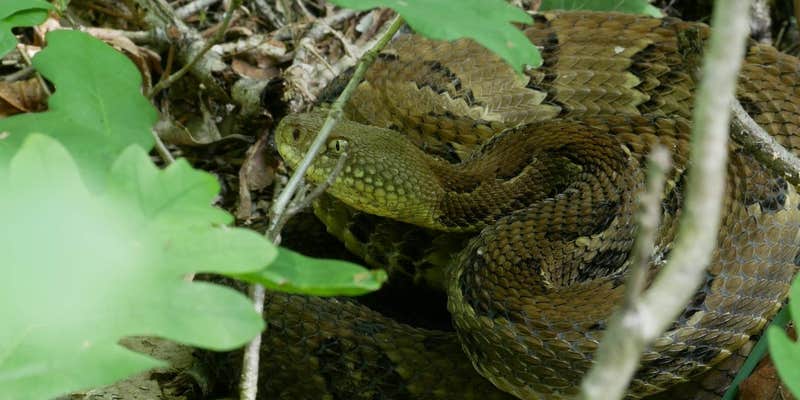 Camper submitted image from Hyner Run State Park Campground