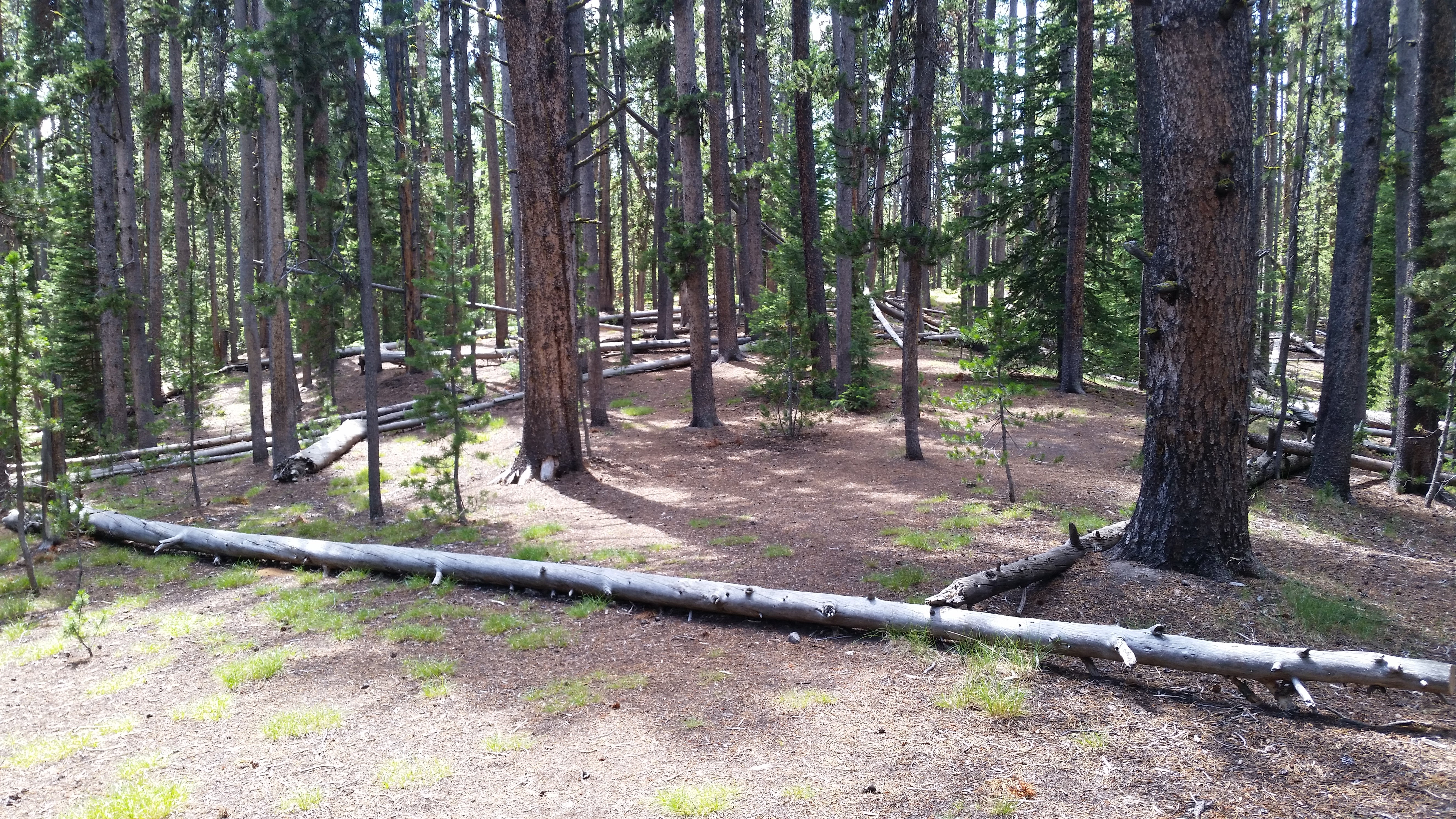 Camper submitted image from 4R2 Yellowstone National Park Backcountry — Yellowstone National Park - 2
