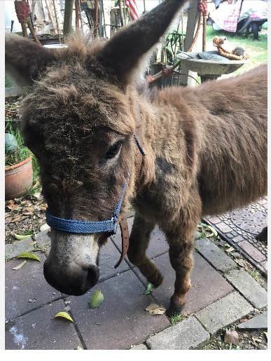 Camper-submitted photo at CampEZ in SxSouth Austin near Leander, TX