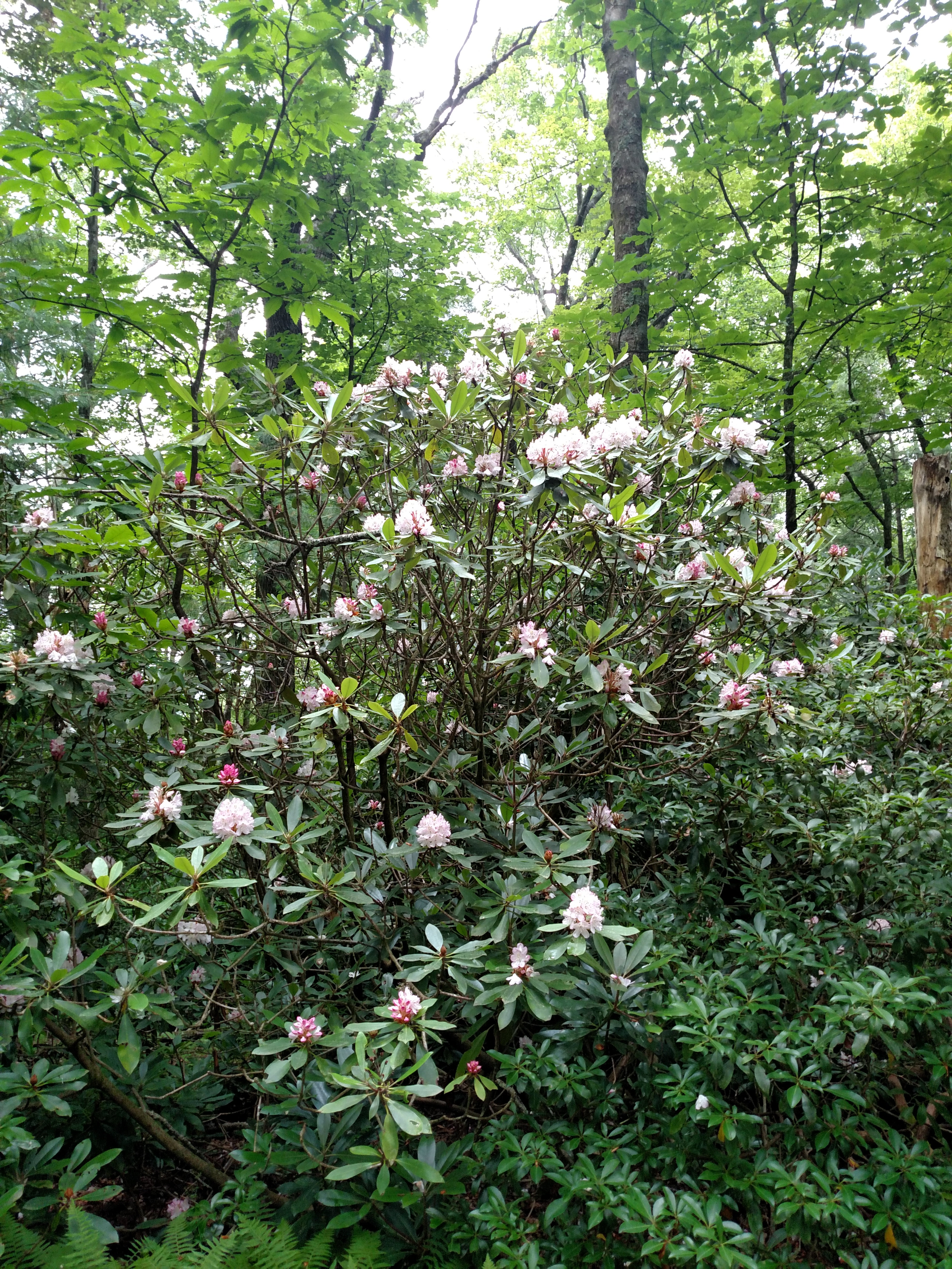 Rhododendran beside campsite