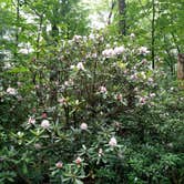 Review photo of Julian Price Park Campground — Blue Ridge Parkway by Tony E., August 9, 2019