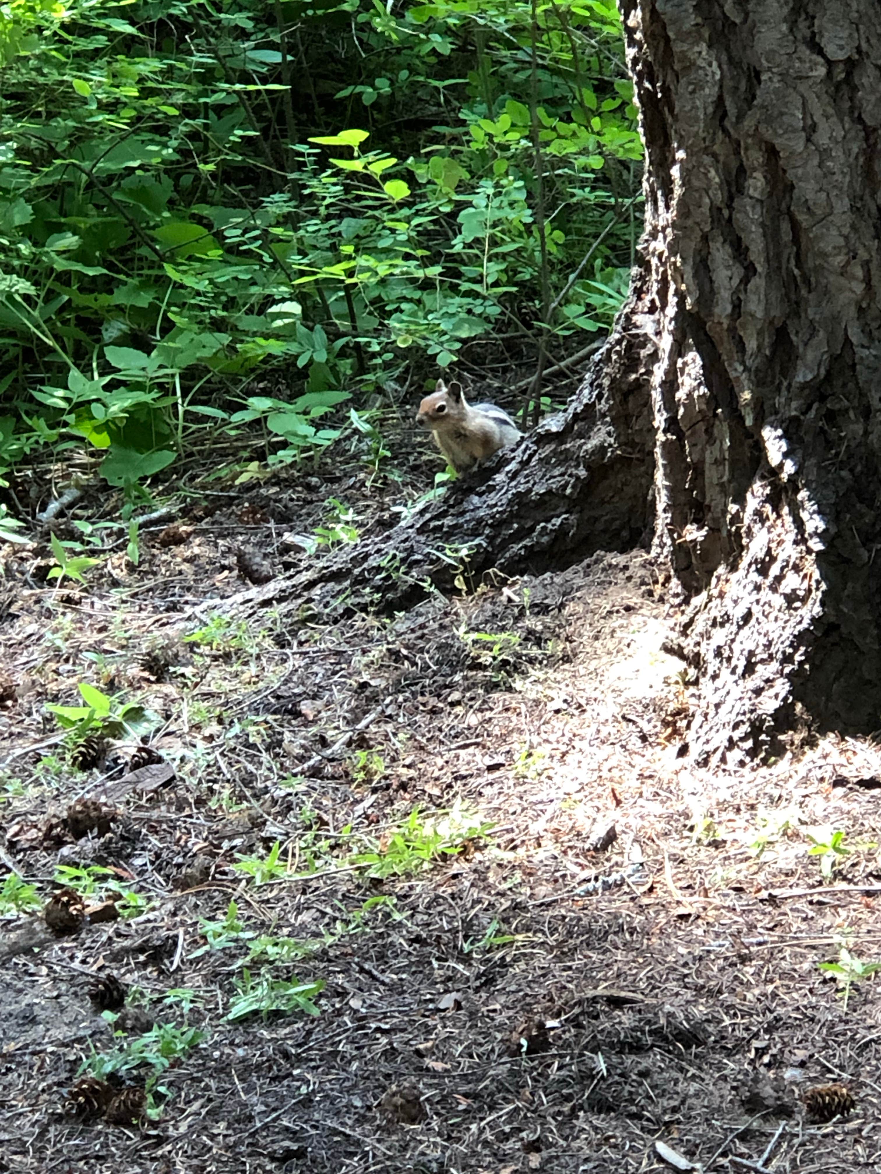 Camper-submitted photo at American Forks Campground near White Pass, WA