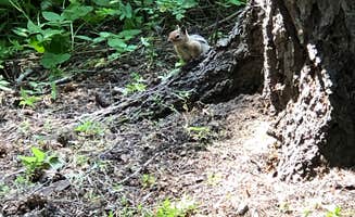 Danielle T.'s photo of camping with pets at American Forks Campground near Easton, WA