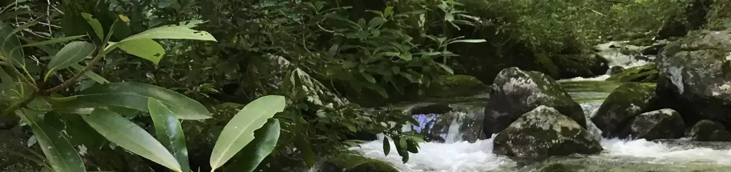 Camper-submitted photo at Wolf Ford Horse Camp near Pisgah Forest, NC