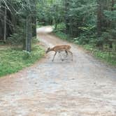 Review photo of Meadowbrook Campground by Martin  S., August 9, 2019