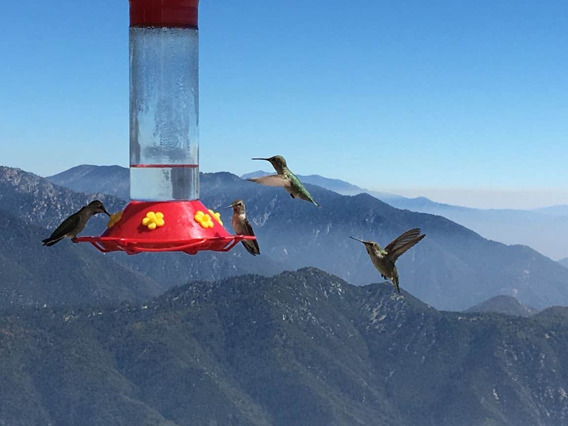 Camper-submitted photo at Keller Peak Yellow Post Campsites near Running Springs, CA