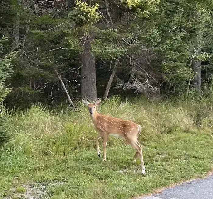 Camper-submitted photo at Seawall Campground — Acadia National Park near Acadia National Park
