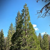 Review photo of San Gorgonio Campground by Kate W., August 9, 2019