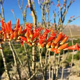 Review photo of Agua Caliente County Park Campground by Kate W., August 9, 2019