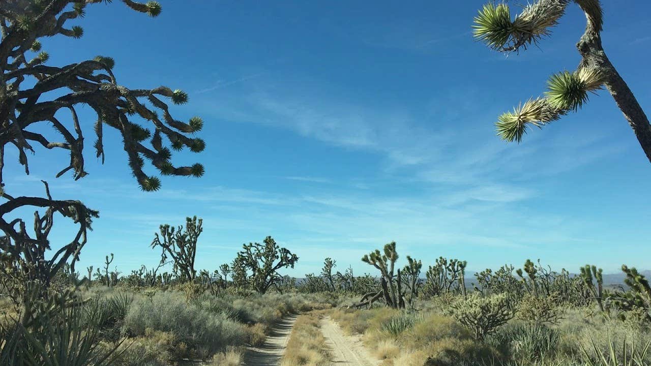Camper-submitted photo at Mid Hills Campground — Mojave National Preserve near Nipton, CA