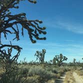 Review photo of Mid Hills Campground — Mojave National Preserve by Kate W., August 9, 2019