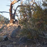 Review photo of Mid Hills Campground — Mojave National Preserve by Kate W., August 9, 2019