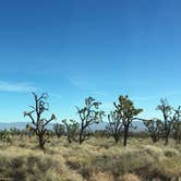 Review photo of Mid Hills Campground — Mojave National Preserve by Kate W., August 9, 2019