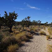 Review photo of Mid Hills Campground — Mojave National Preserve by Kate W., August 9, 2019