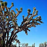 Review photo of Mid Hills Campground — Mojave National Preserve by Kate W., August 9, 2019