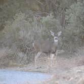 Review photo of Mid Hills Campground — Mojave National Preserve by Kate W., August 9, 2019