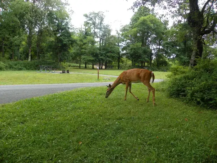 Camper-submitted photo at Big Meadows Campground — Shenandoah National Park in Virginia