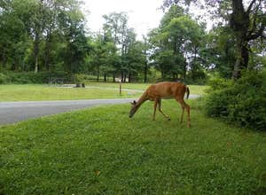 Big Meadows Campground — Shenandoah National Park