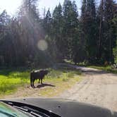 Review photo of Eshom Campground by Kate W., August 9, 2019