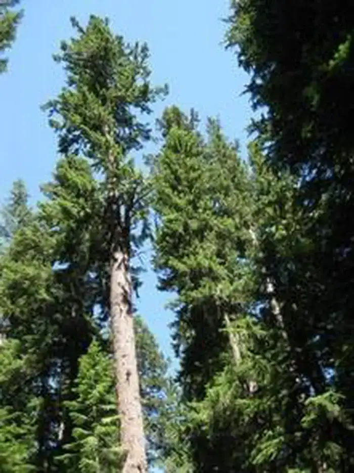 Camper-submitted photo at Joe Graham Horse Campground near Government Camp, OR