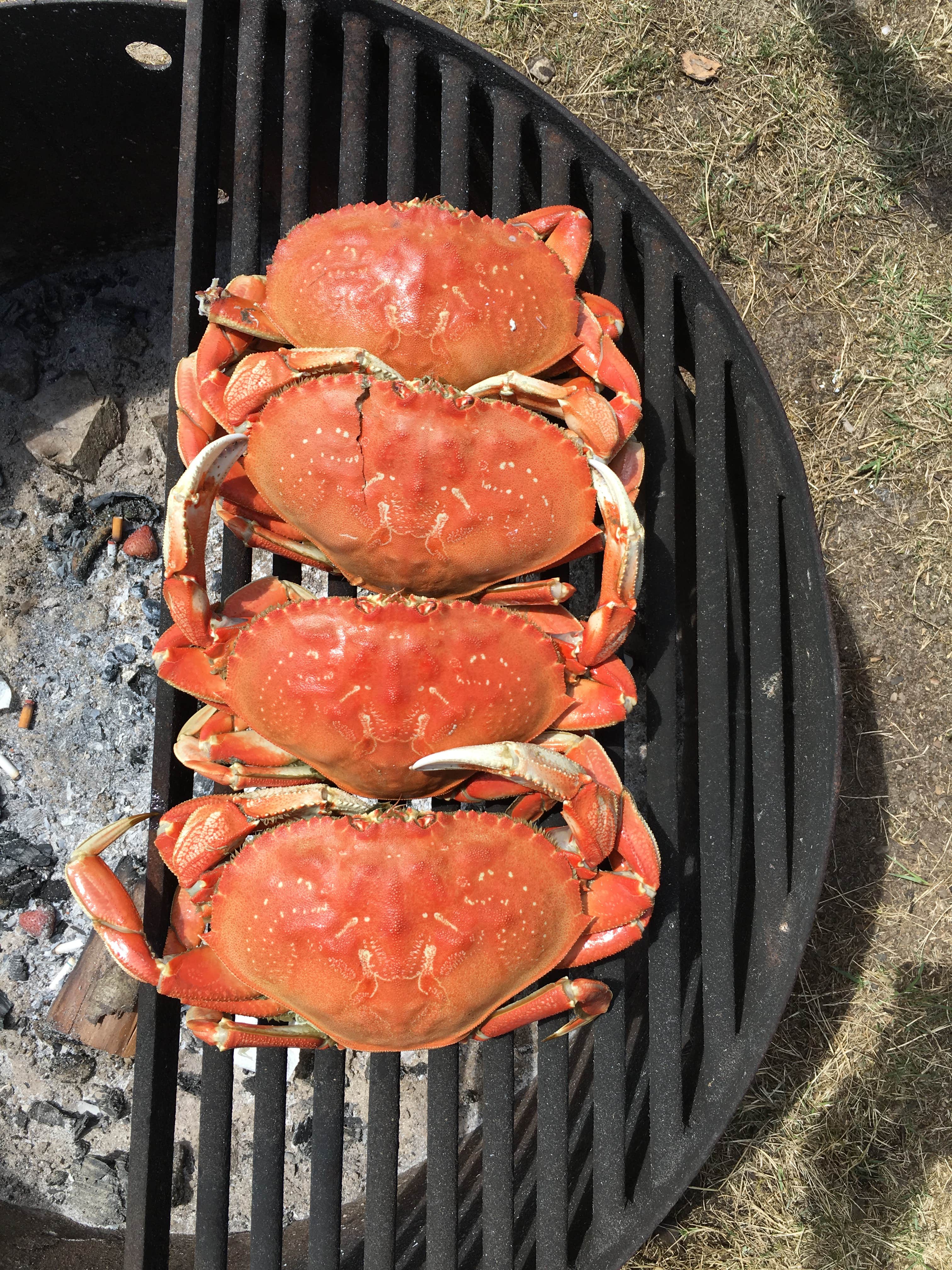 Camper submitted image from Webb County Campground & Park - 1