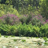 Review photo of Wabasis Lake County Park by Megan T., August 9, 2019