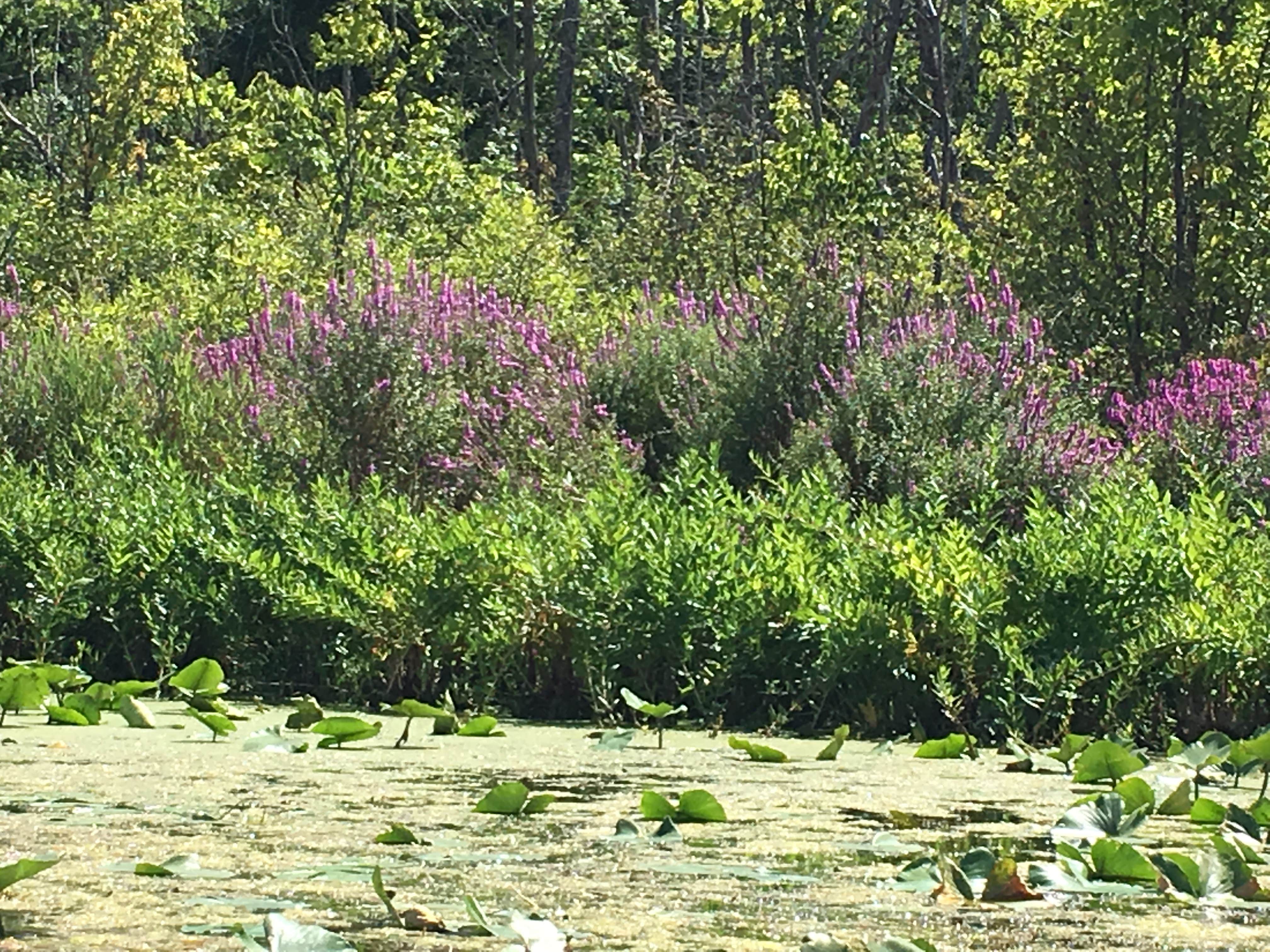 Camper submitted image from Wabasis Lake County Park - 4