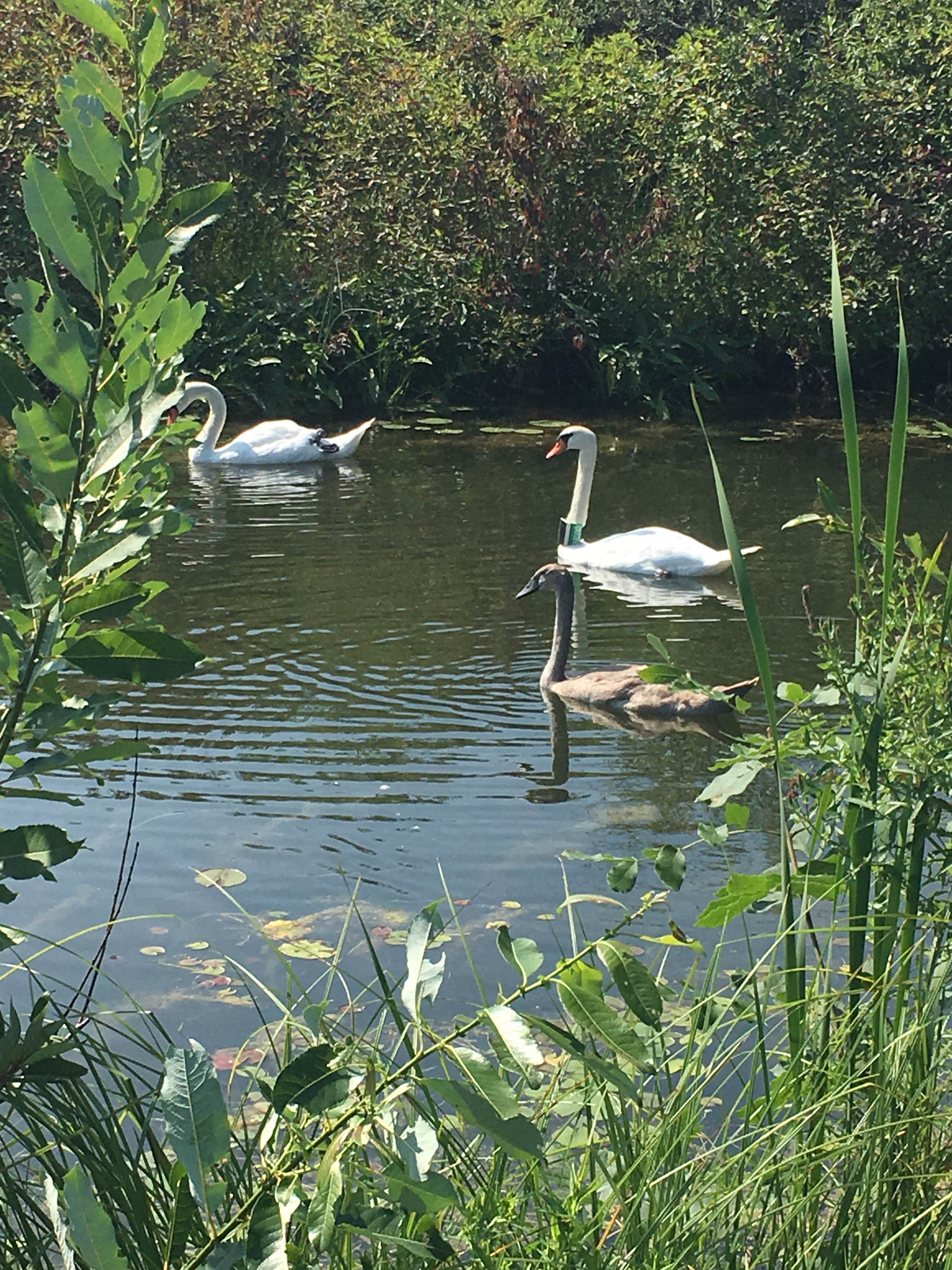 Camper submitted image from Wabasis Lake County Park - 4