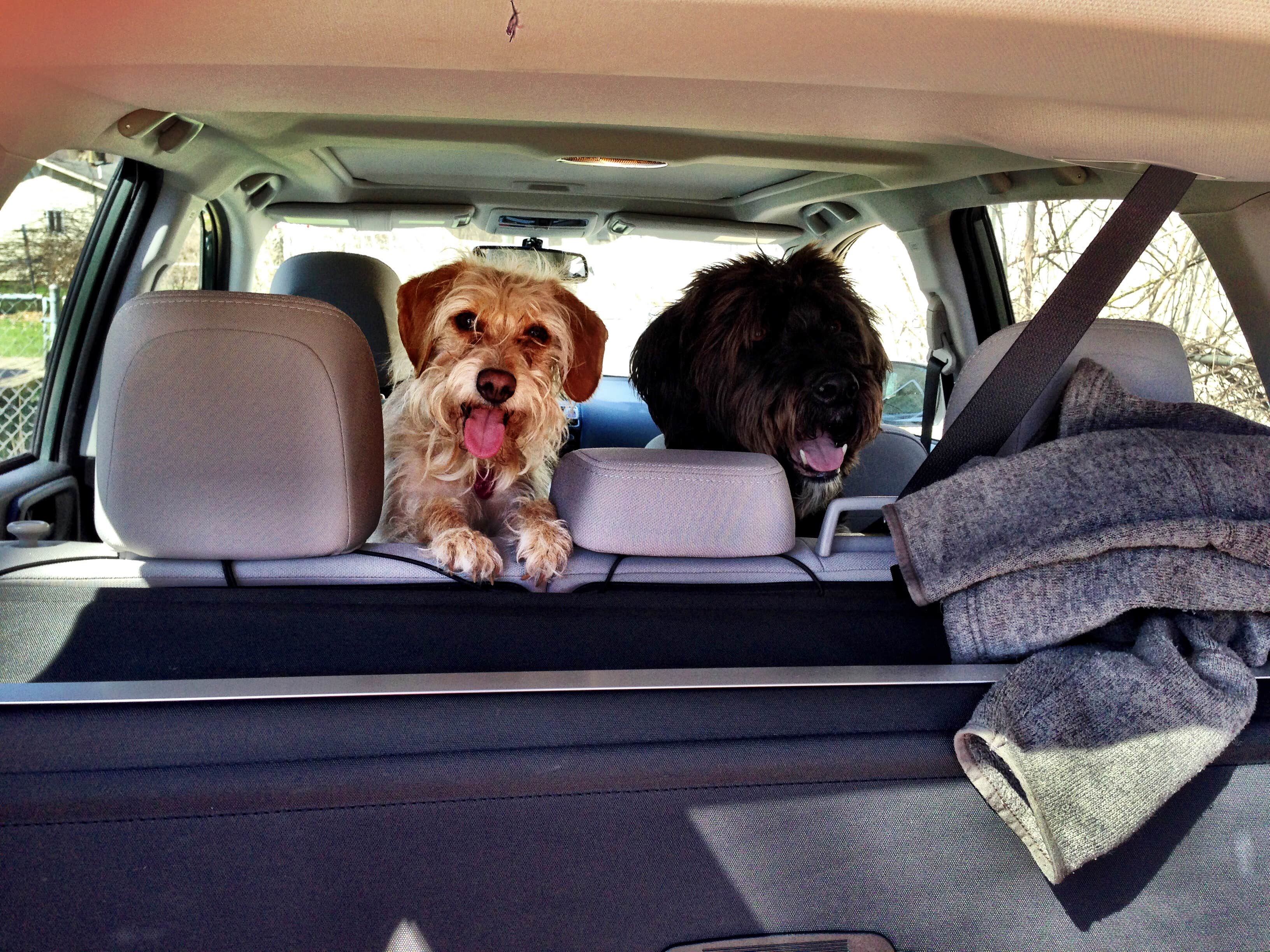 Kate K.'s photo of camping with pets at Warren Dunes State Park Campground near La Porte, IN