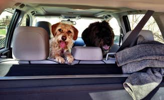 Kate K.'s photo of camping with pets at Warren Dunes State Park Campground near Michigan City, IN