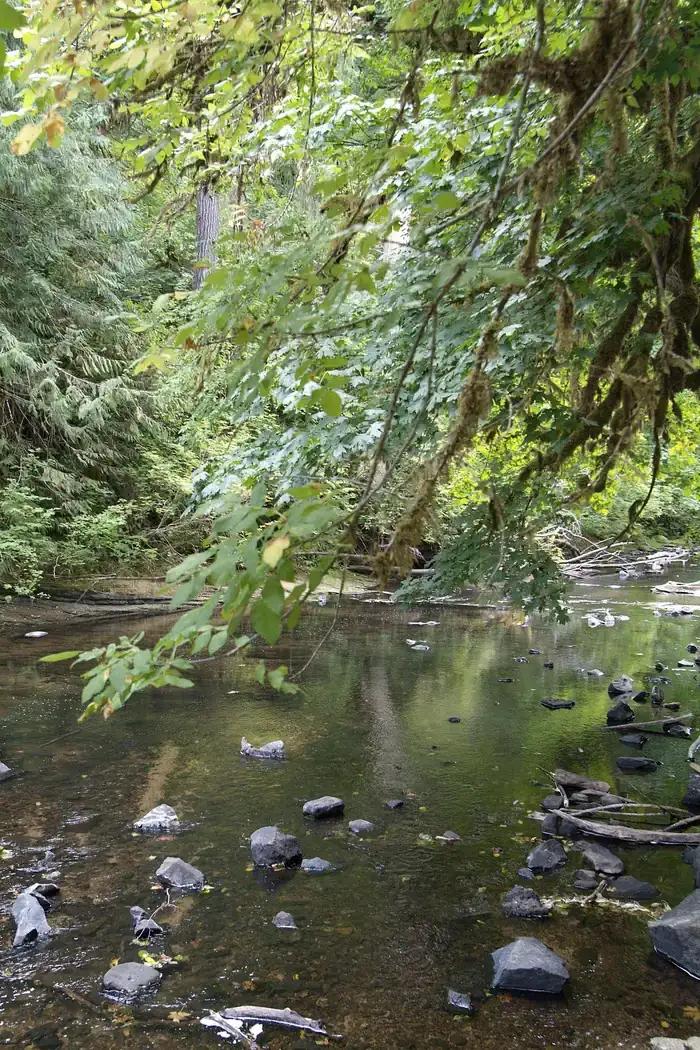 Camper-submitted photo at Clay Creek Recreation Site near Veneta, OR