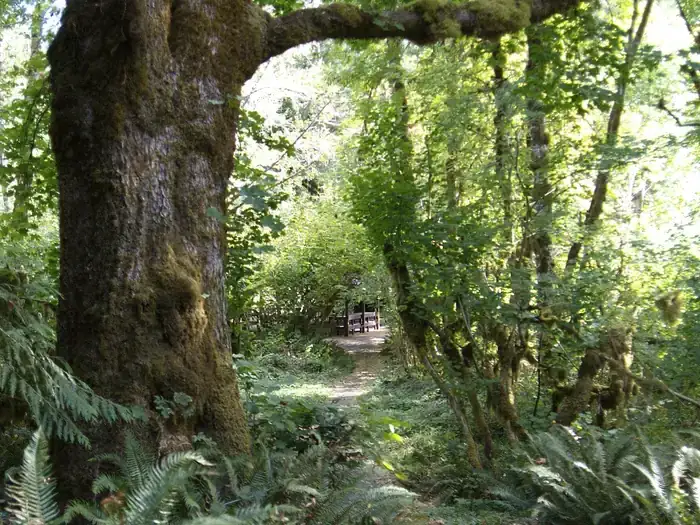 Camper-submitted photo at Clay Creek Recreation Site near Veneta, OR