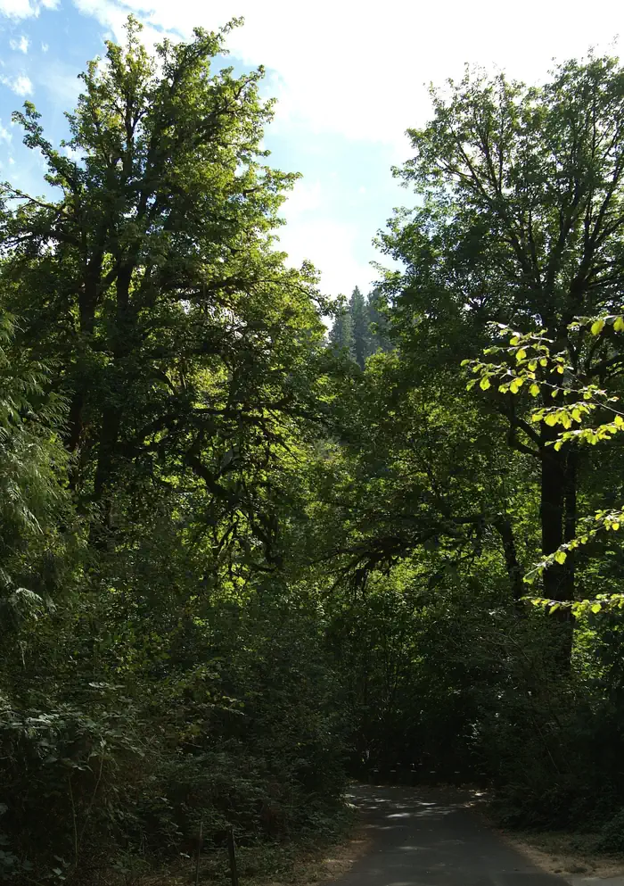 Camper-submitted photo at Clay Creek Recreation Site near Veneta, OR