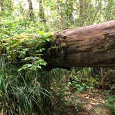 Review photo of Fort Stevens State Park Campground by Brady N., August 10, 2019