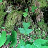 Review photo of Reeds Gap State Park Campground by Paula L., August 1, 2019