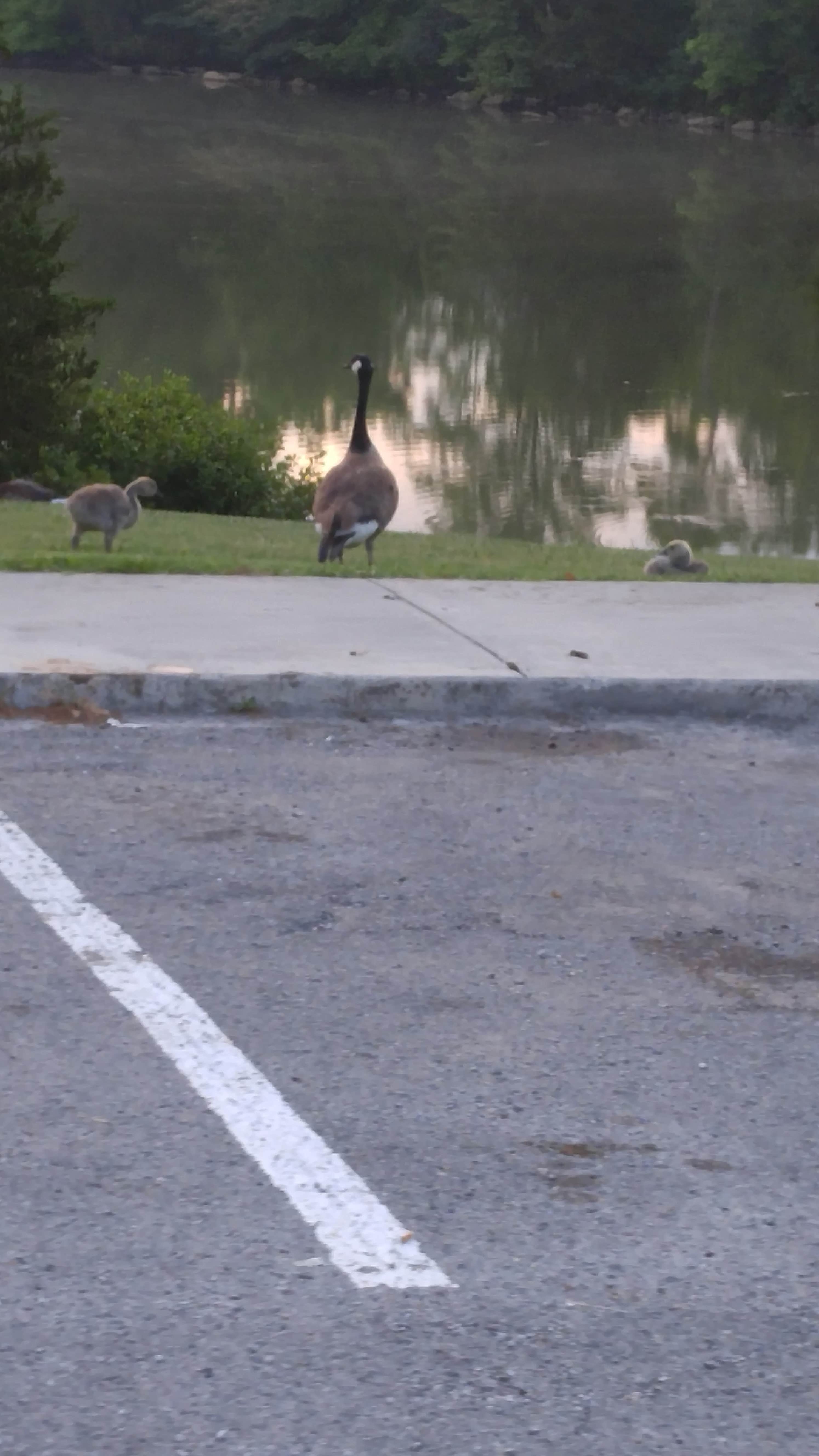 Camper submitted image from Cove Lake State Park Campground - 3